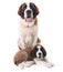 Two Loving Saint Bernard Puppies