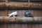 Two loving white and gray doves