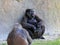 Two Lowland Gorillas