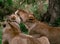 Two lying lioness  cuddling - Tanzania national park