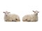 two Lying sheep isolated on a white