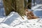 Two lynxes resting in the snow in winter - National Park Bavarian Forest