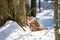 Two lynxes resting in the snow in winter - National Park Bavarian Forest