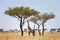 Two Maasai giraffe, male and female, grazing from an acacia tree in the Masai Mara