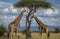 Two Maasai giraffe, male and female, grazing from an acacia tree in the Masai Mara, Kenya