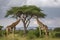 Two Maasai giraffe, male and female, grazing from an acacia tree in the Masai Mara, Kenya