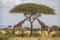 Two Maasai giraffe, male and female, grazing from an acacia tree in the Masai Mara, Kenya