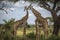 Two Maasai giraffe, male and female, grazing from an acacia tree in the Masai Mara, Kenya