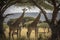 Two Maasai giraffe, male and female, grazing from an acacia tree in the Masai Mara, Kenya