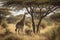 Two Maasai giraffe, male and female, grazing from an acacia tree in the Masai Mara, Kenya