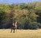 Two Maasai Giraffes Sparing with each other