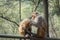Two macaque monkeys grooming