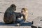 Two Macaque Monkeys playing on a sunny day