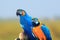 Two Macaw birds close up shot