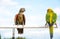 It is two macaw parrot on wooden rail with blue sky b