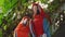 Two macaw parrots