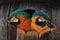 Two macaw parrots in a barrel