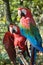 Two macaws