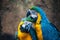 Two macaws in love