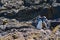 Two Magellanic Penguins chatting on the rocks in Chiloe Island, Chile