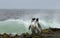 Two Magellanic penguins standing on a shore and watching stormy ocean