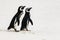 Two Magellanic penguins walking together on beautiful white beach of South Atlantic Ocean, New Island, Falkland Islands