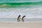 Two Magellanic penguins walking together on beautiful white beach with waves on South Atlantic Ocean, New Island, Falkland Islands