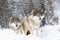 Two magnific wolves in wolf pack in cold winter forest