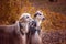 Two magnificent Afghan hounds