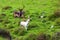 Two magnificent deer with huge horns