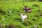 Two magnificent deer - white and brown