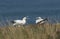 Two magnificent Gannet, Morus bassanus, on the edge of a cliff in the UK, with their beaks open.