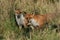 Two magnificent hunting hungry wild Red Foxes, Vulpes vulpes hunting for food in the long grass.