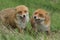 Two magnificent wild female Red Foxes Vulpes vulpes both with their mouths open whilst hunting for food in a field of long grass