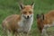 Two magnificent wild Red Fox Vulpes vulpes hunting for food to eat in the long grass.