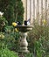 Two Magpie birds bathing in bird bath