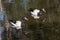 Two Magpie Geese Swimming in a pond