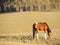 Two magpies and a horse in the field