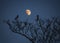 Two magpies at night in a tree in winter with the moon in the sky behind them