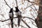 Two magpies perched branch