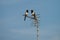 Two magpies sitting on the tv antenna