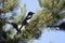 Two Magpies on a Tree Branch