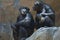 Two Mahale Mountains Chimpanzees at LA Zoo on rock one chimp with wounded arm gives side eye
