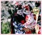 Two Maiko wearing beautiful kimono