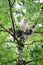 Two maine coon cats climbing in birch tree