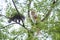 Two maine coon cats climbing high birch tree