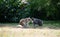 Two maine coon cats smelling each other outdoors