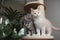 Two maine coon kittens on scratching post