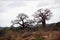 Two majestic Baobab Trees Towering.