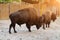 Two majestic bison stand in enclosure against backdrop of wooden fence, illuminated by sunlight